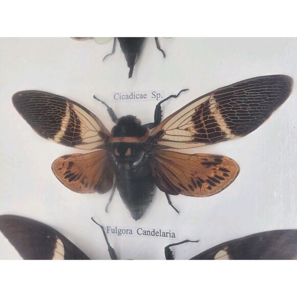 Real Cicada Insect Taxidermy Entomology In Display Wooden Shadowbox 5 Specimen - Picture 9 of 13